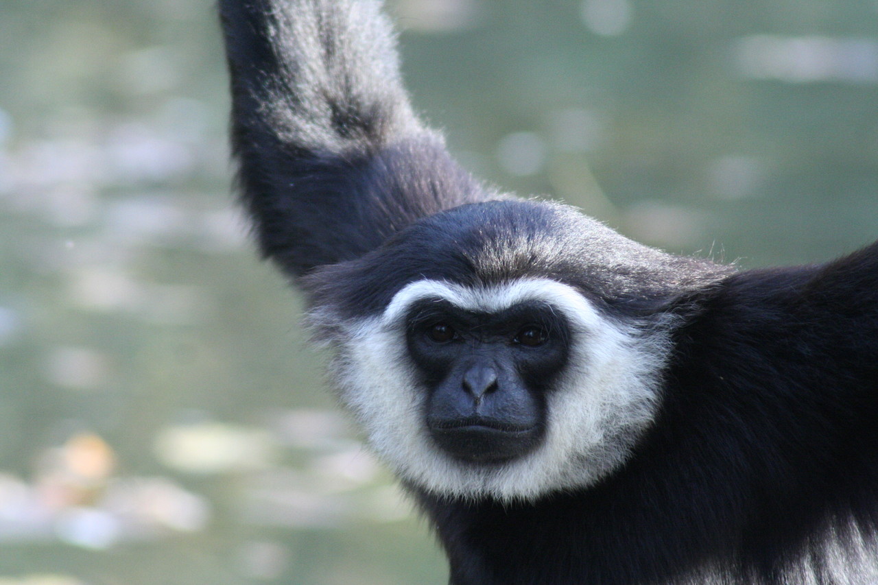 Gibbon ungko Hylobates agilis
