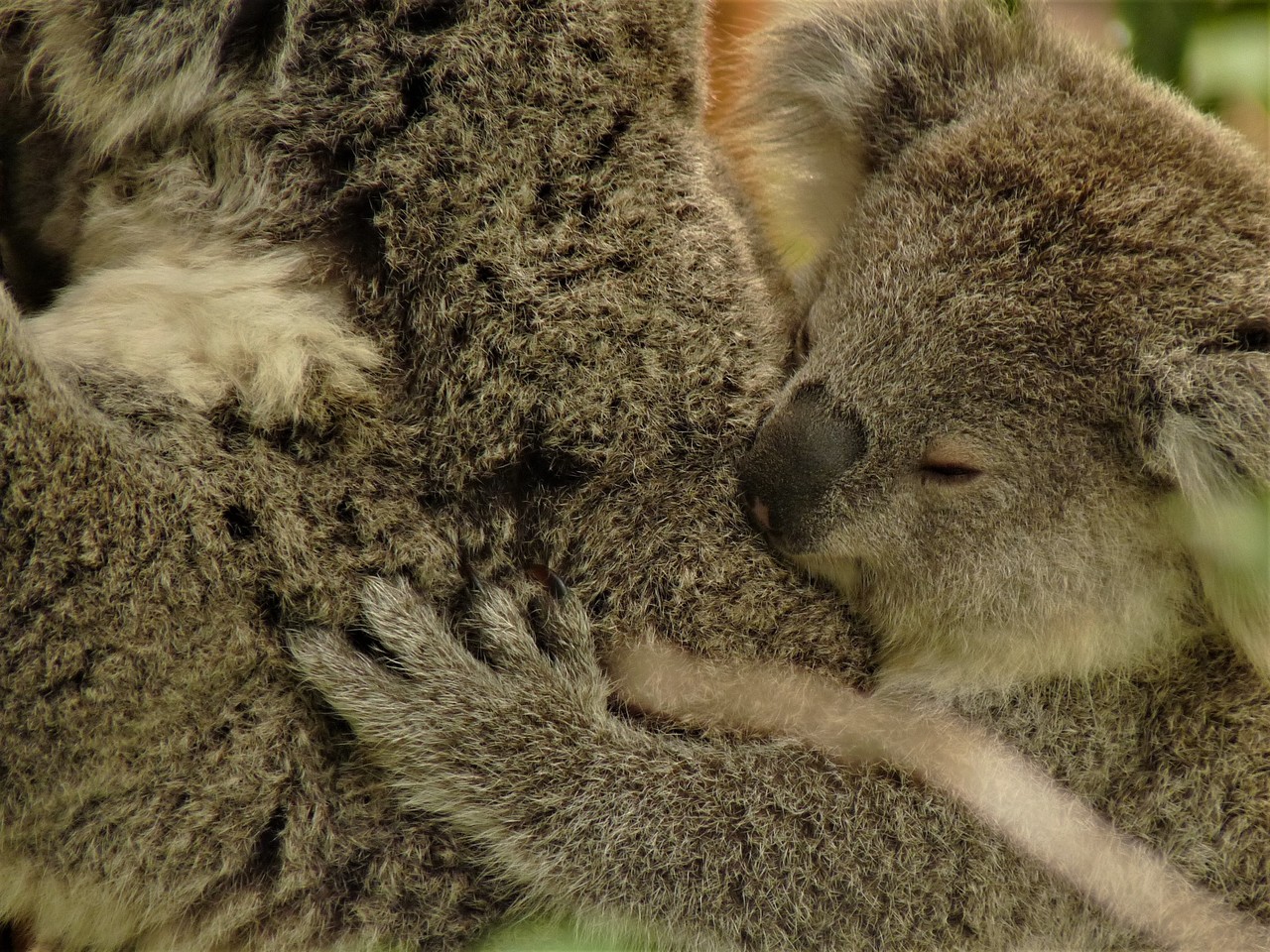 Koala australijski Phascolarctos cinereus, Sydney, Australia