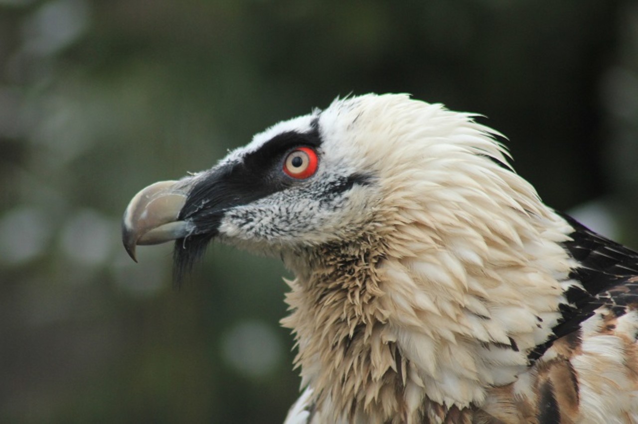 Bearded Vulture Gypaetus barbatus