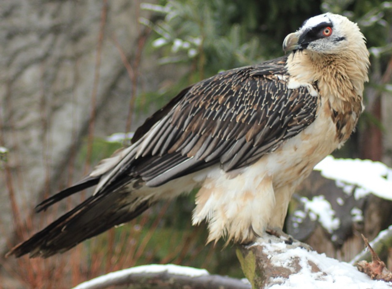 Bearded Vulture Gypaetus barbatus