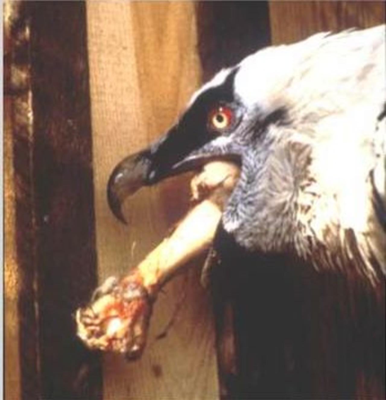 Bearded vulture eating bones