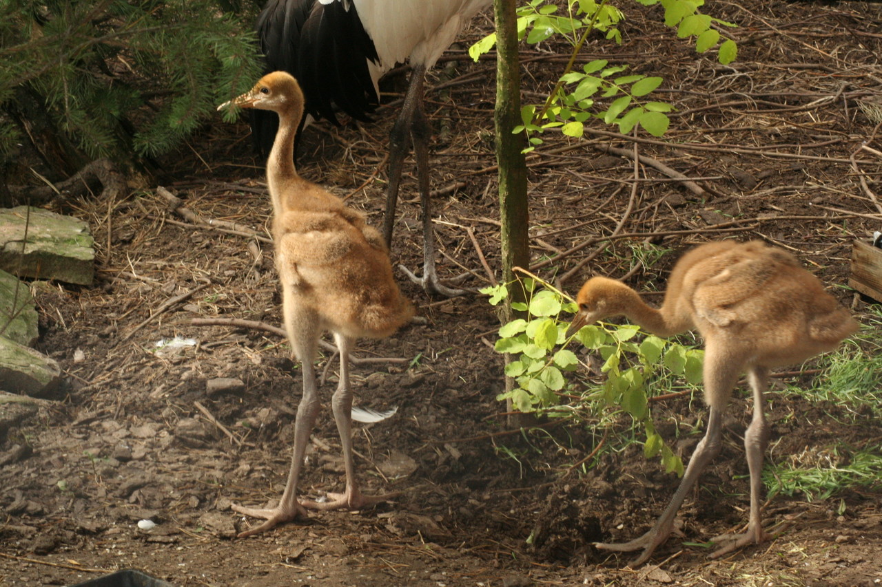 Chics of the Japanese crane