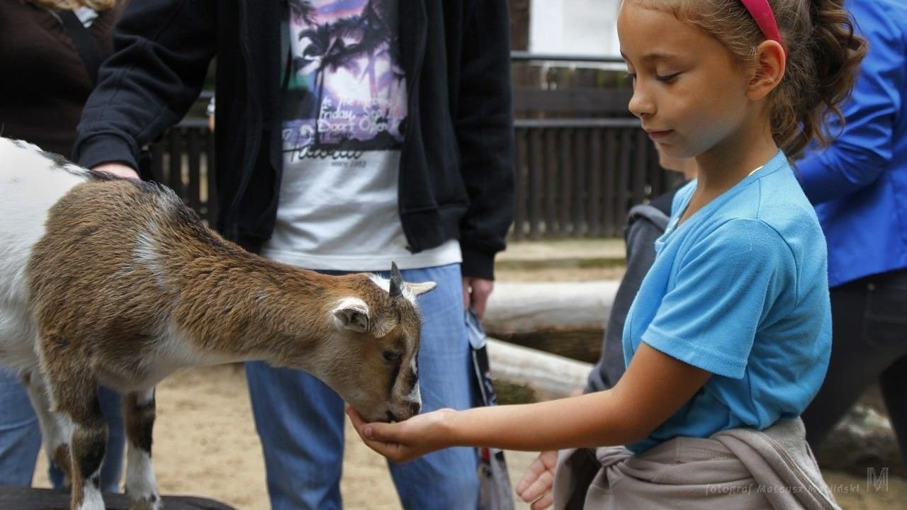 Children Zoo in Lodz zoological garden