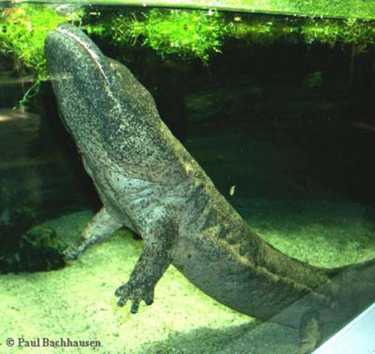 Chinese Giant Salamander Andrias davidianus