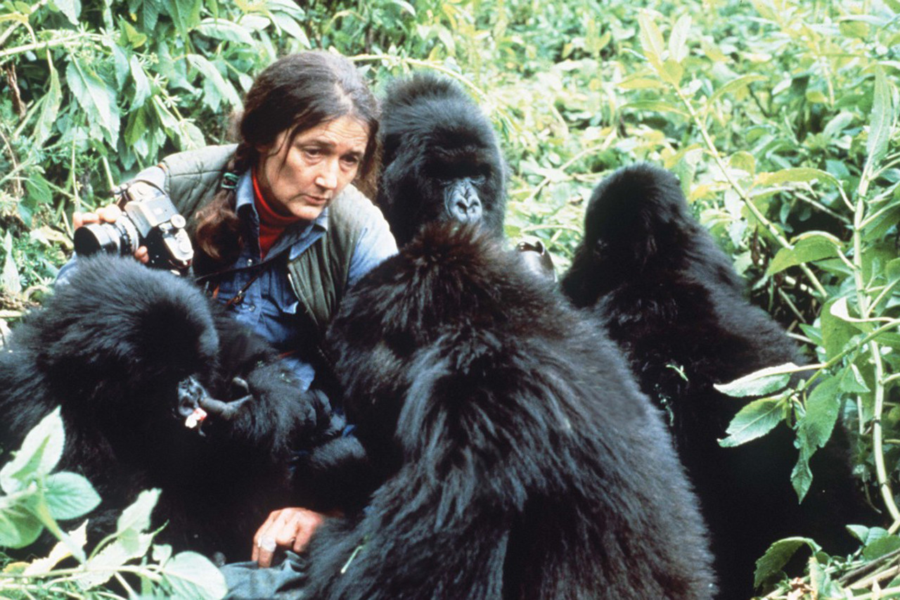 Diane Fossey among the mountain gorillas Gorilla beringei beringei