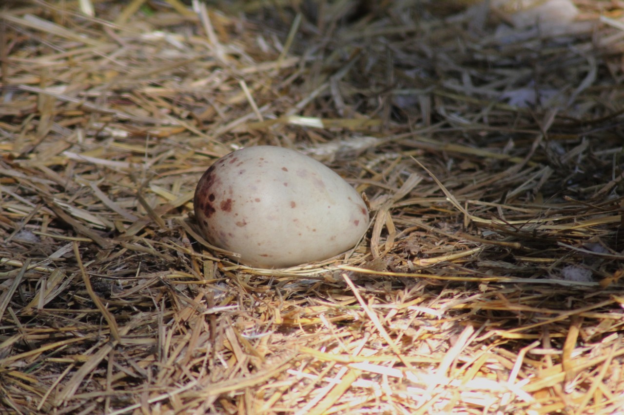 Egg of a red – crowned crane