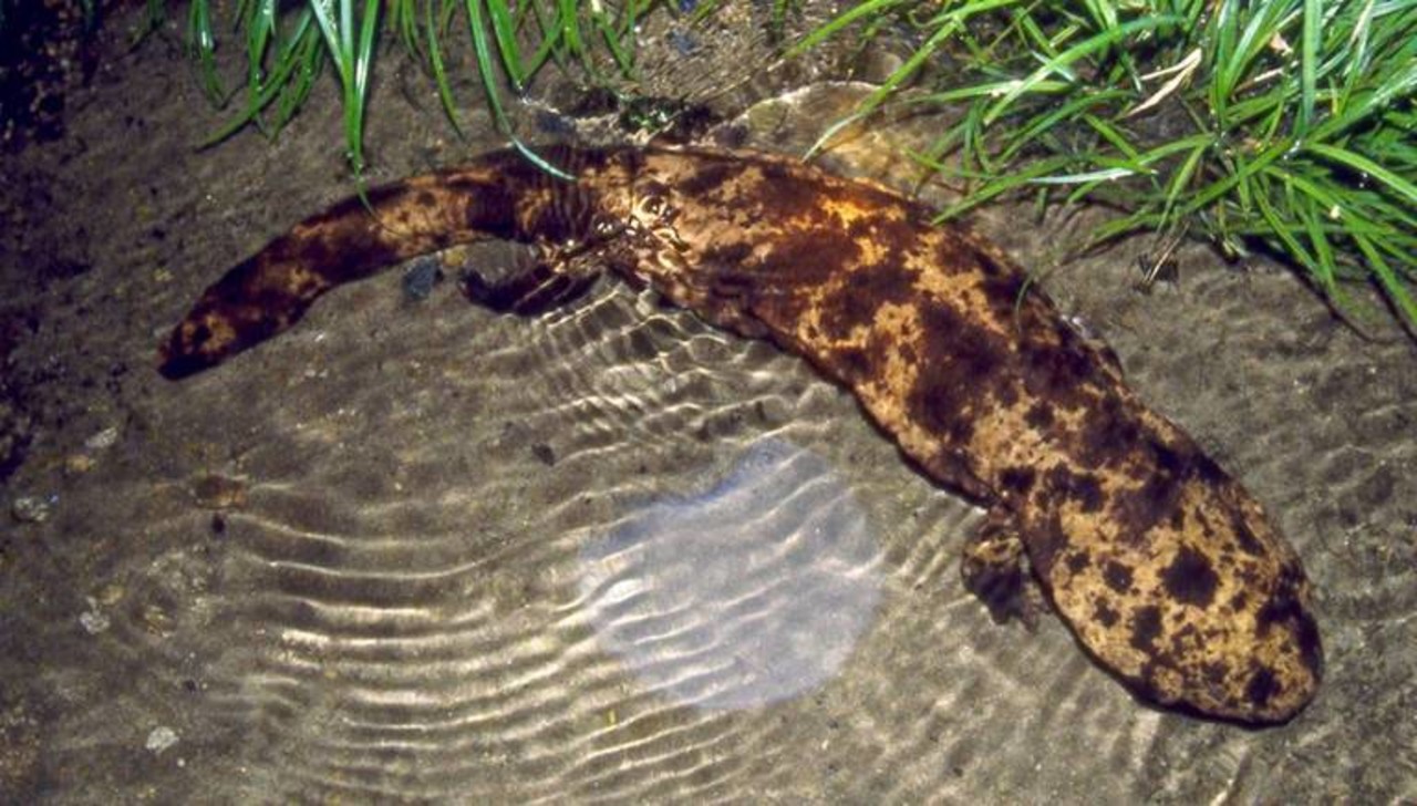 Japanese Giant Salamander Andrias japonicus