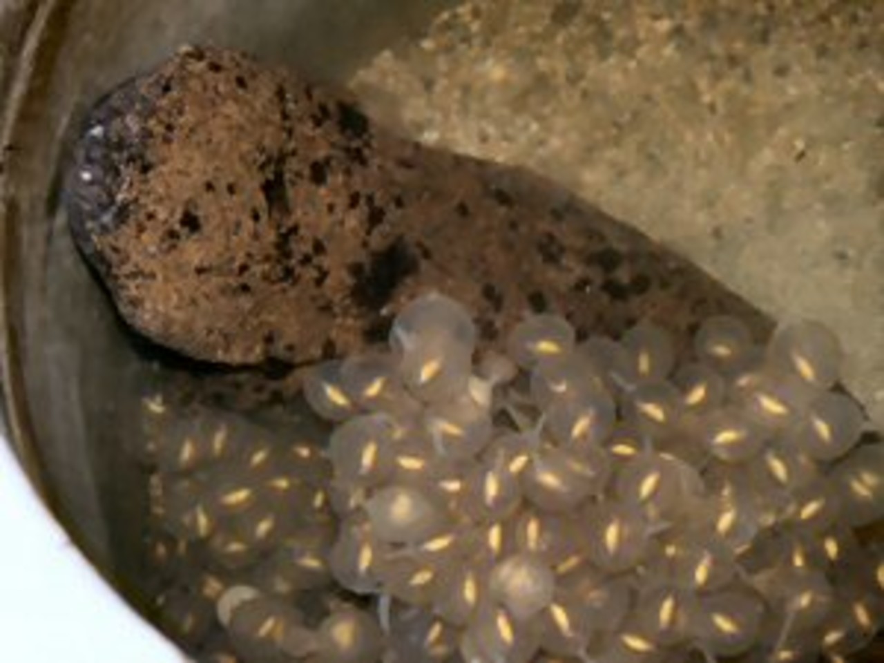 Male taking care of screech in the nest