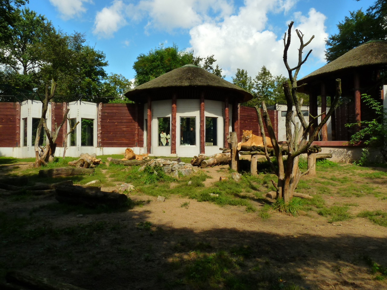 African Lion Panthera leo exhibit