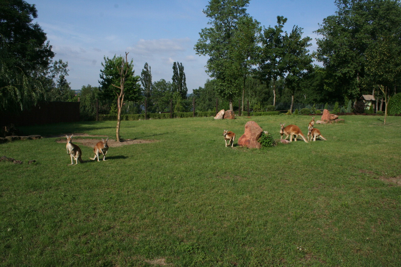 Red Kangaroo Macropus rufus exhibit