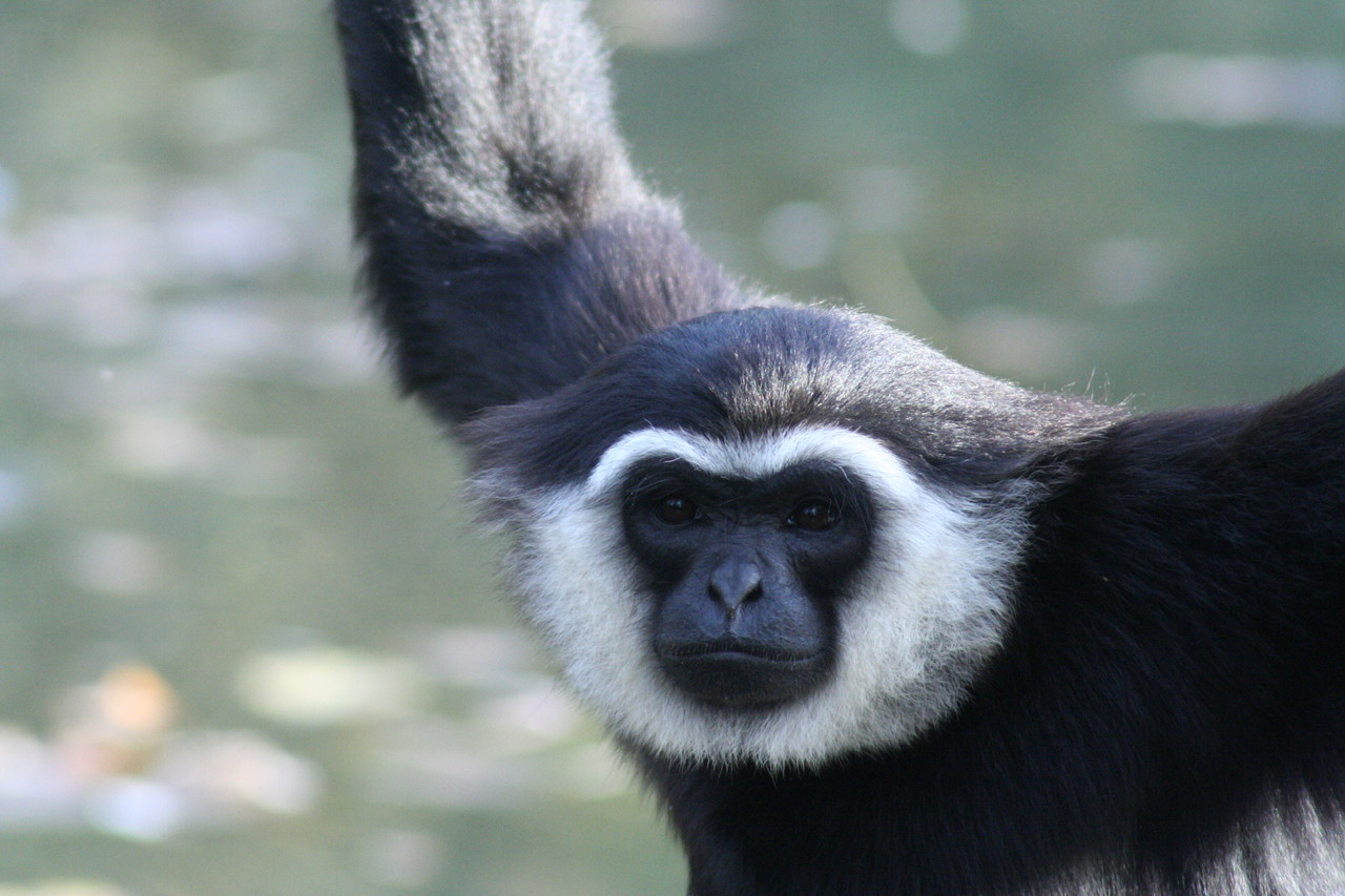 Agile Gibbon Hylobates agilis