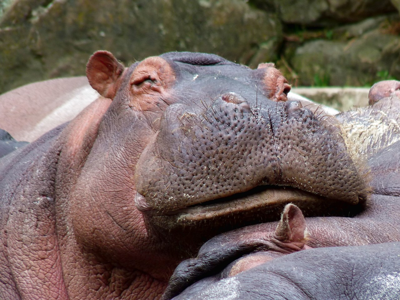 Common Hippopotamus Hippopotamus amphibius