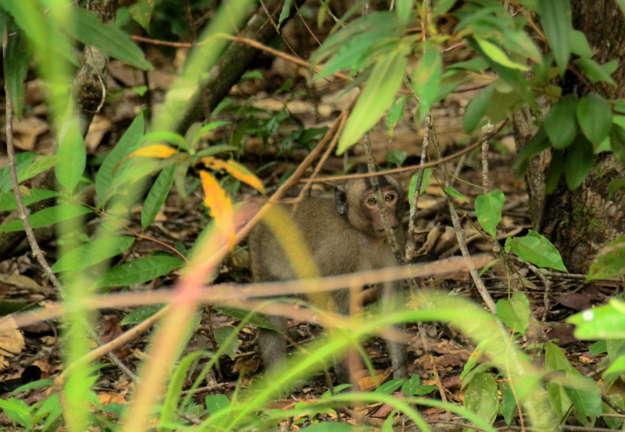 Crab-eating Macaque Macaca f. Fascicularis, San Loem, Cambodia