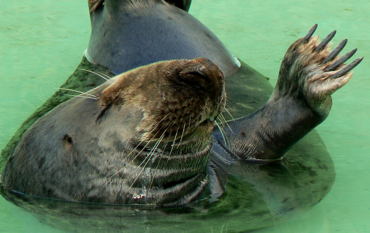 Grey Seal Halichoerus grypus