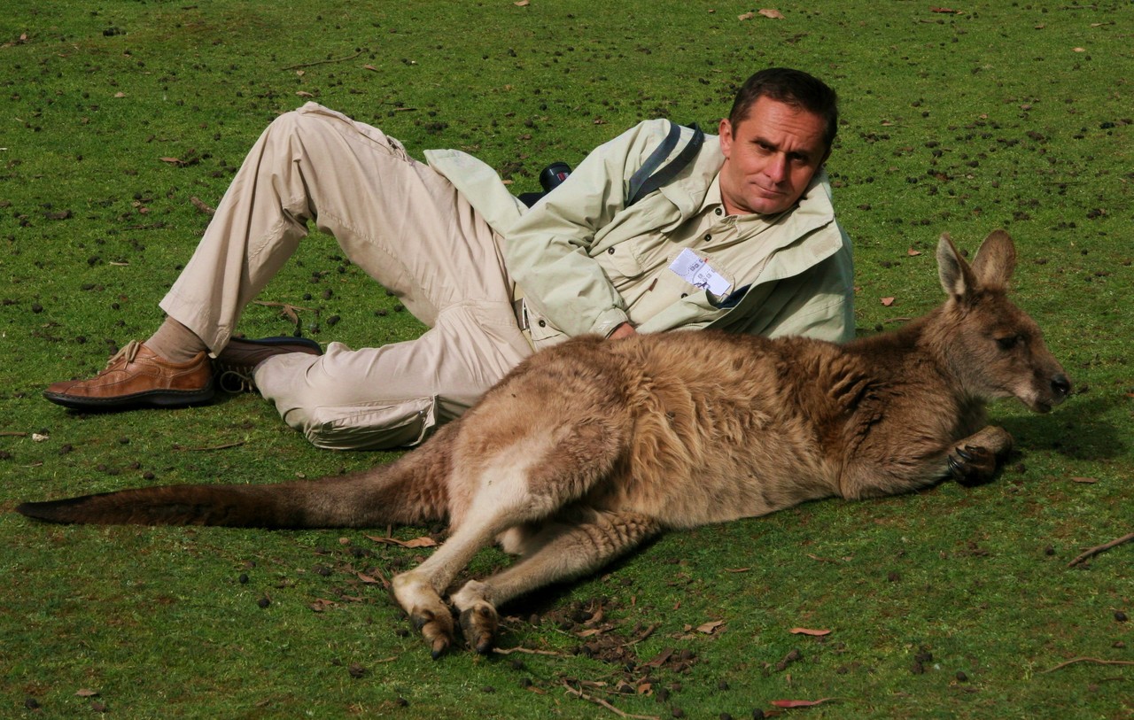 Kangur olbrzymi Macropus giganteus, Tasmania, Australia