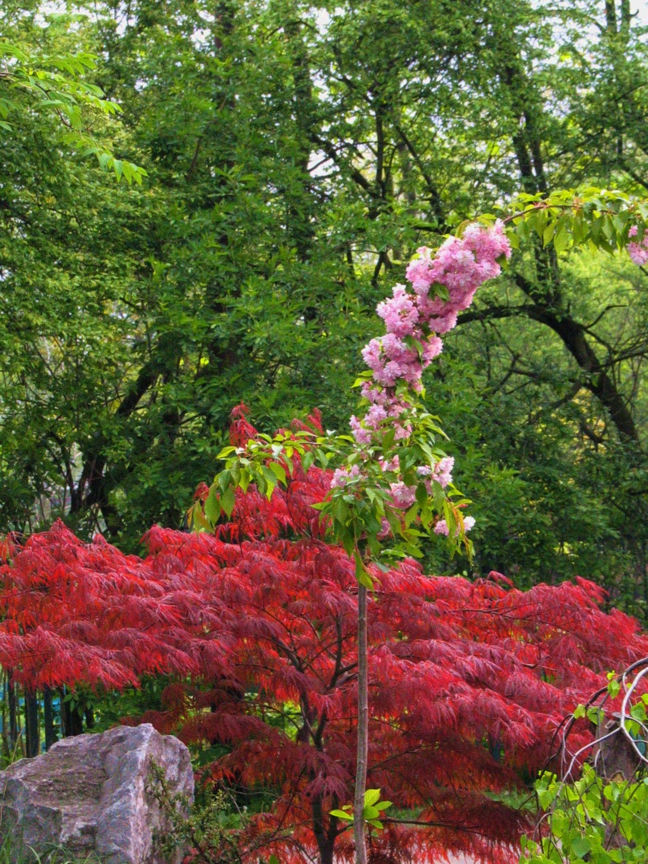 Acer palmatum dissectum & Prunus serrulata kiku-shidare-zakura