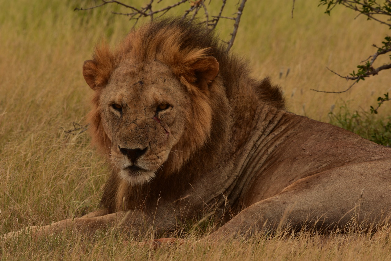 Lion Panthera leo, Tsavo National Park, Kenya