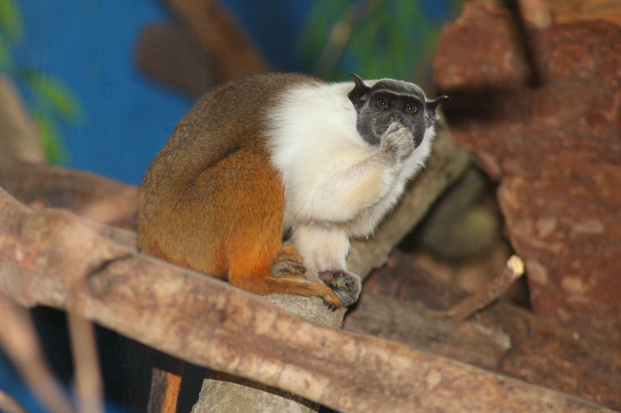 Pied Tamarin Saguinus bicolor