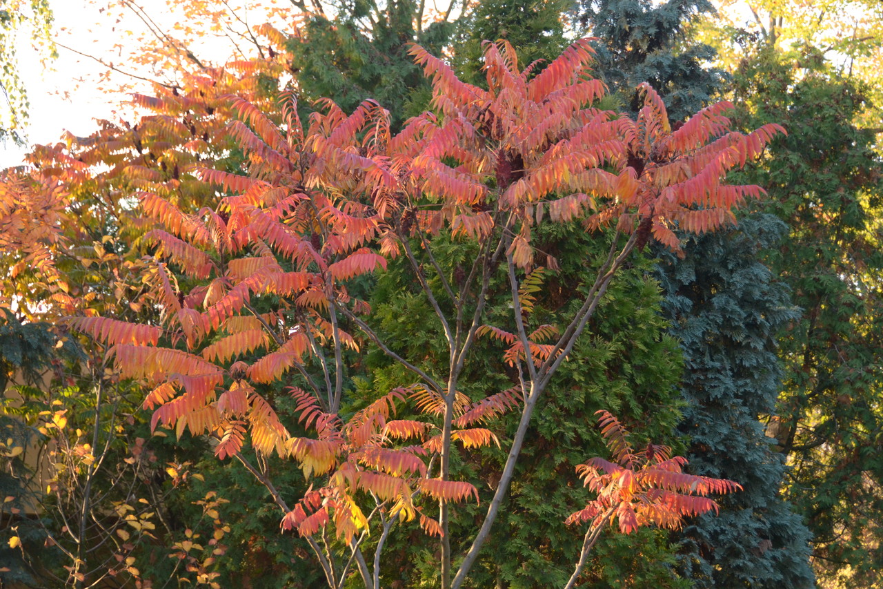 Staghorn sumac Rhus typina