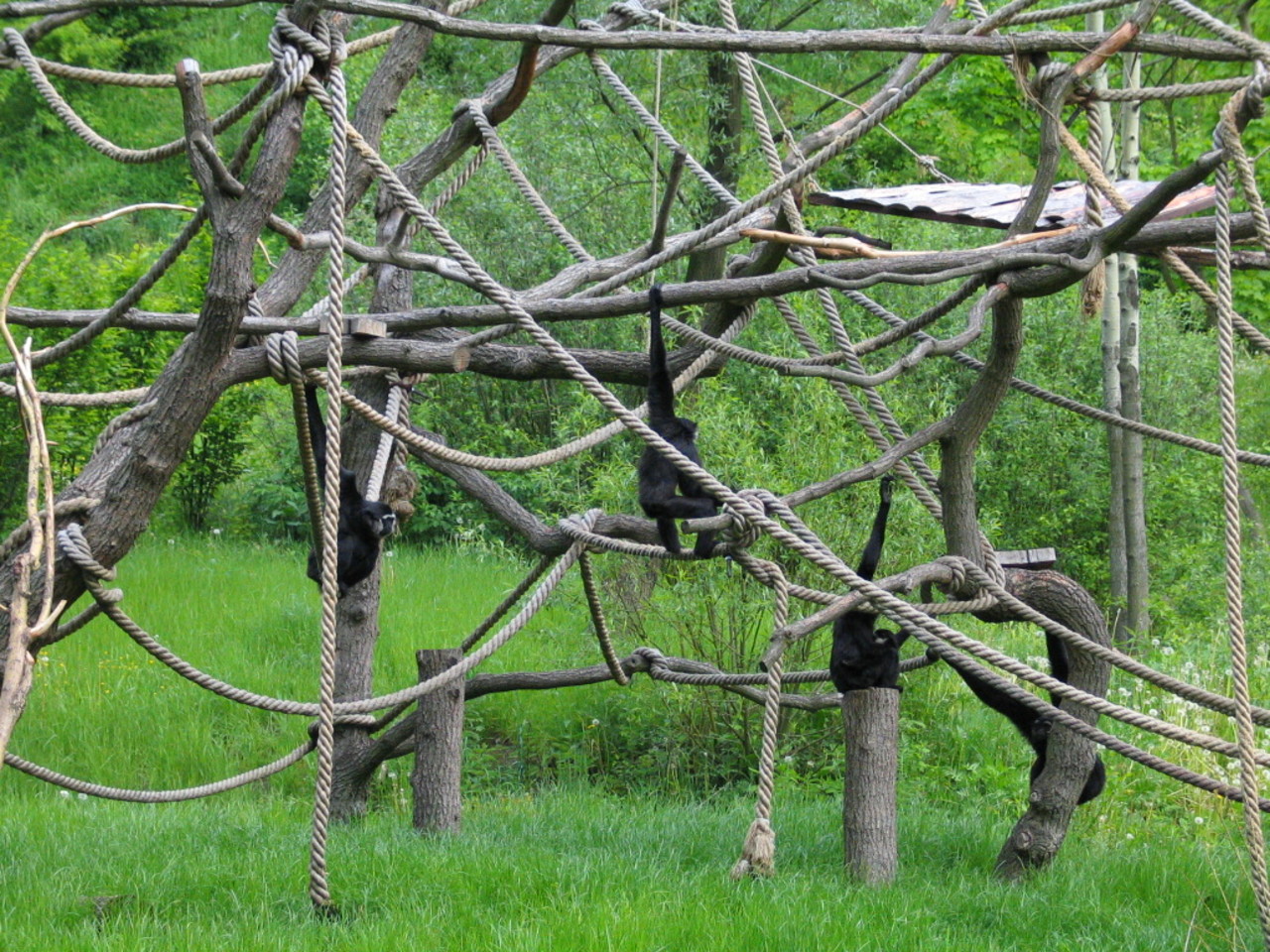 Lar Gibbon Hylobates lar exhibit