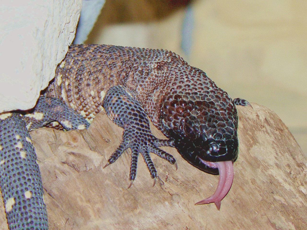 Rio Fuerte Beaded Lizard Heloderma horridum exasperatum