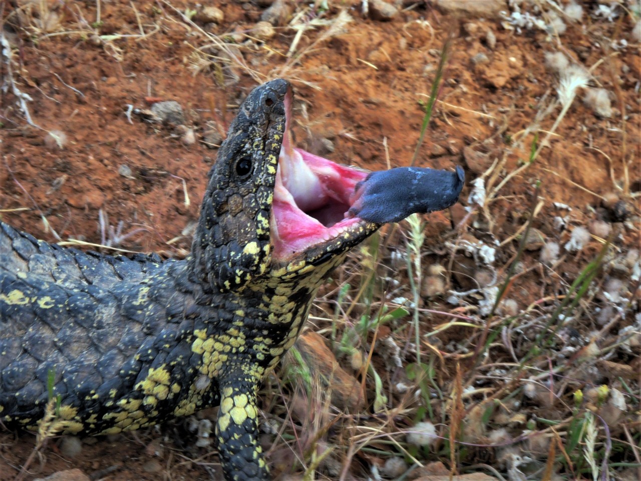 Shingleback Lizard Tiliqua rugosa, Southwest Australia