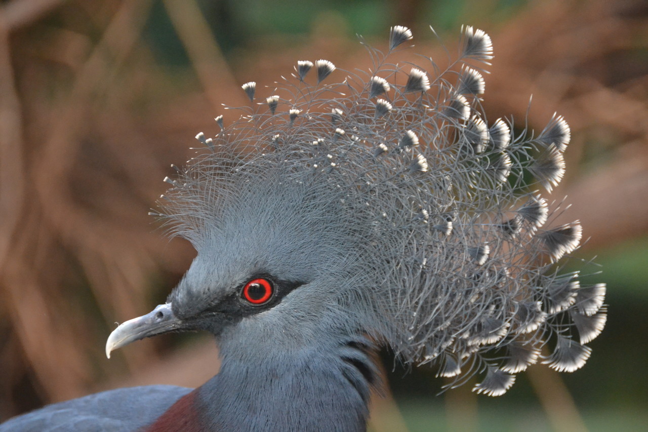 Crowned pigeon