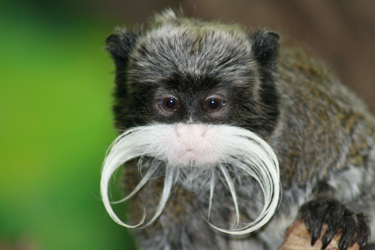 Emperor Tamarin