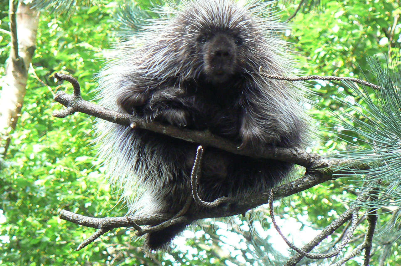 North American Porcupine