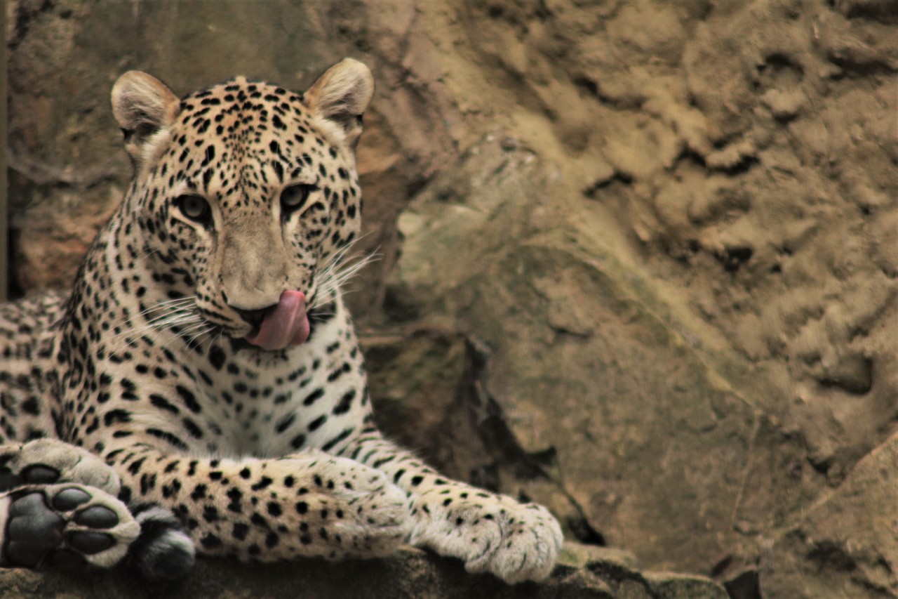 Persian Leopard