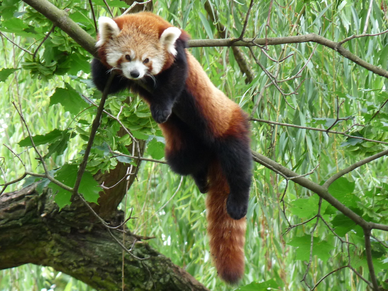 Red Panda