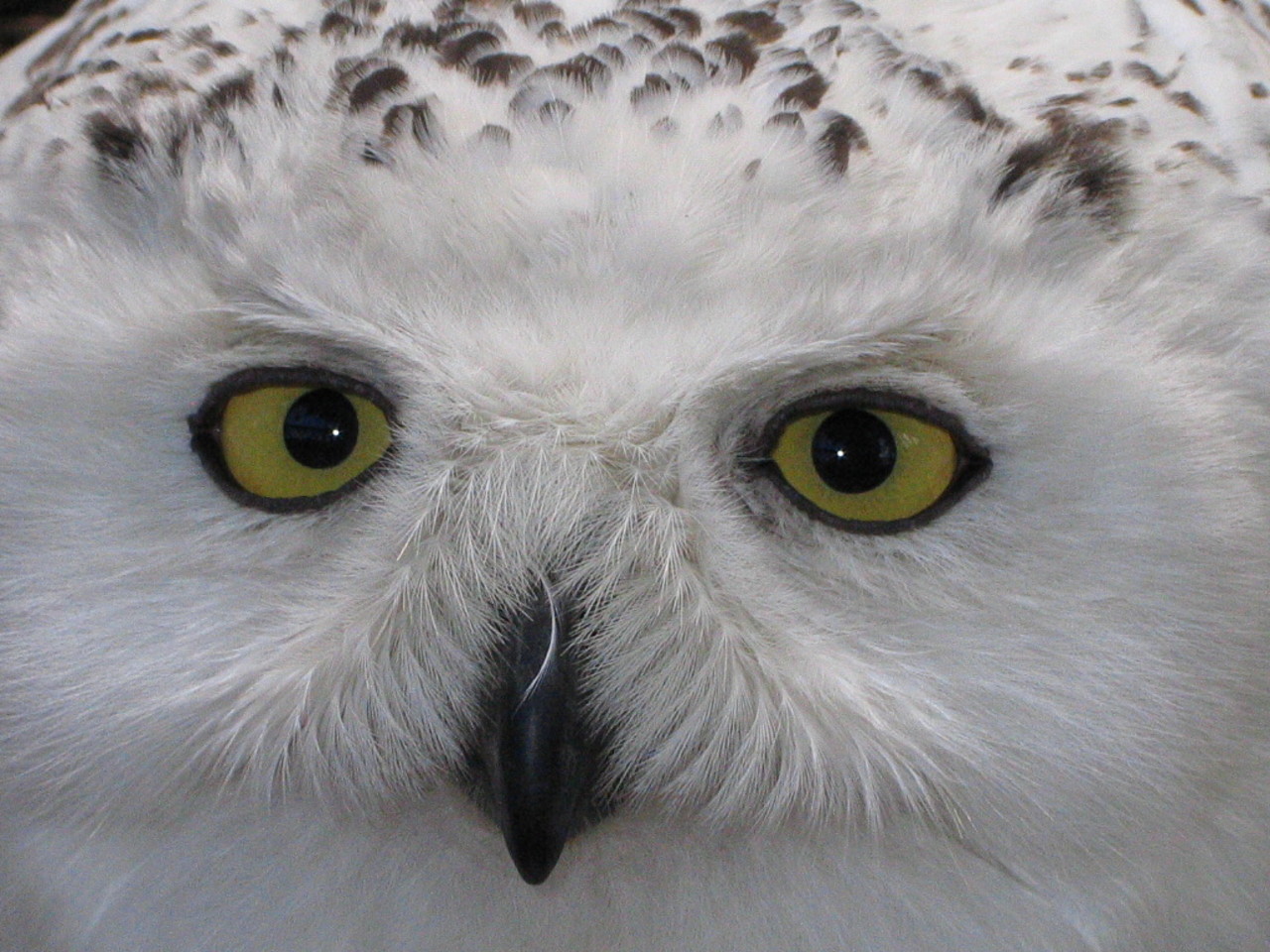 Snowy Owl