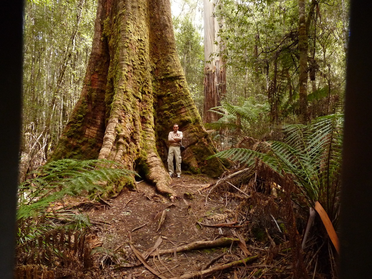 Tasmania's swamp gum, Tasmania