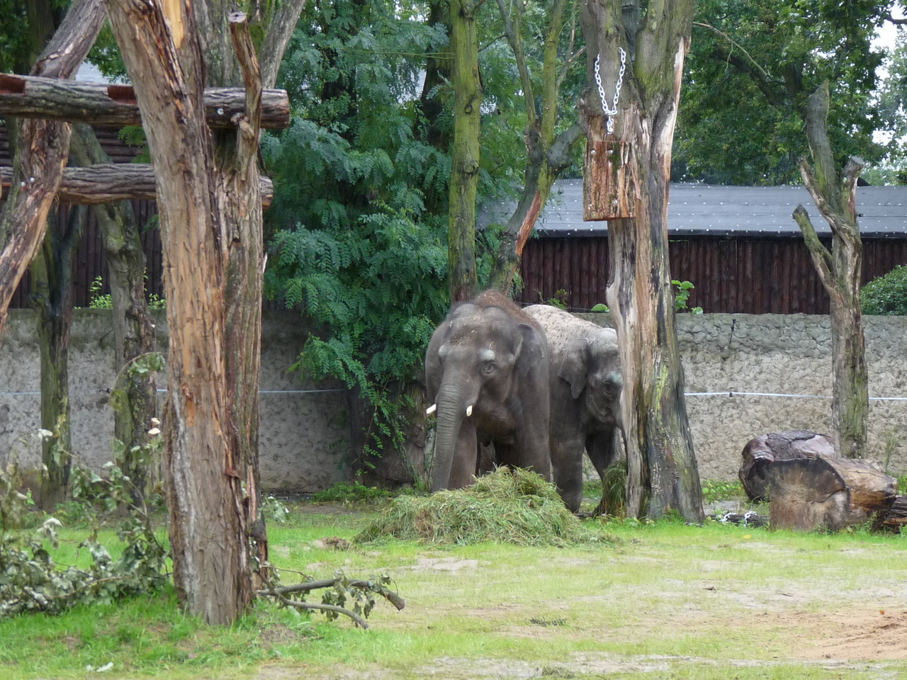 Wybieg słoni indyjskich