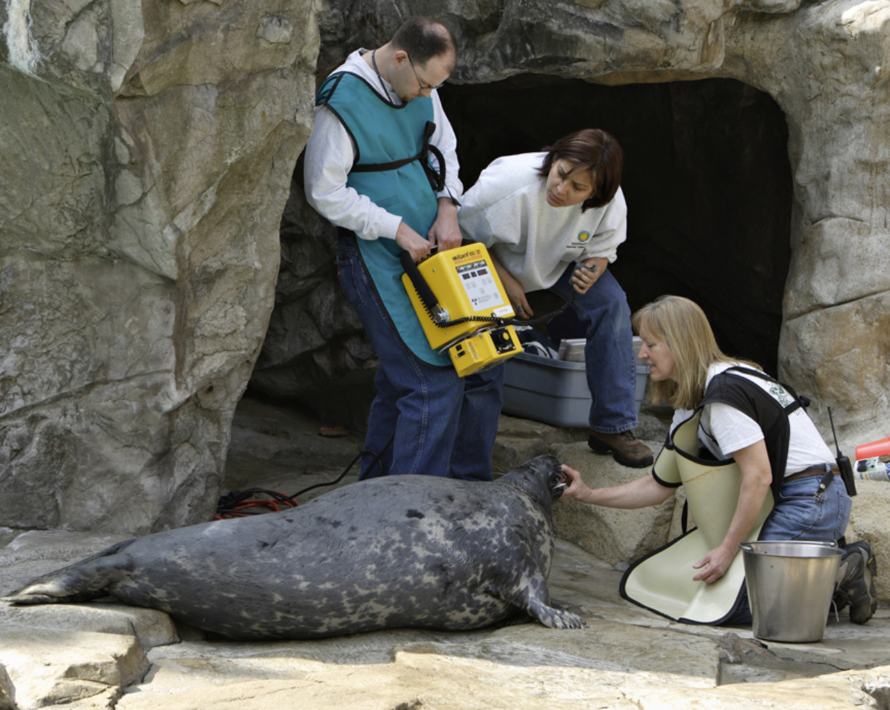 Badanie weterynaryjne foki szarej, Smithsonian’s National Zoological Park