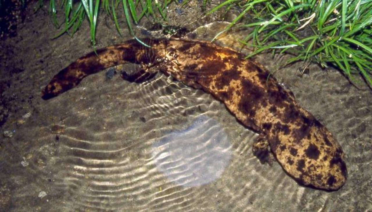 Japońska salamandra olbrzymia Andrias japonicus