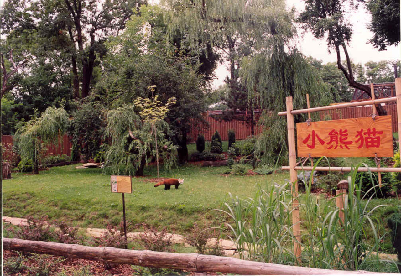 Wybieg pand małych