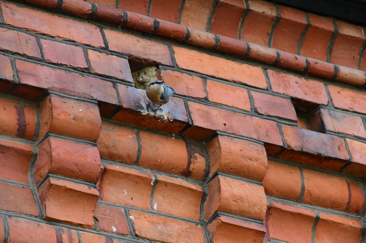 Gniazdo kowalika we wnęce budynku