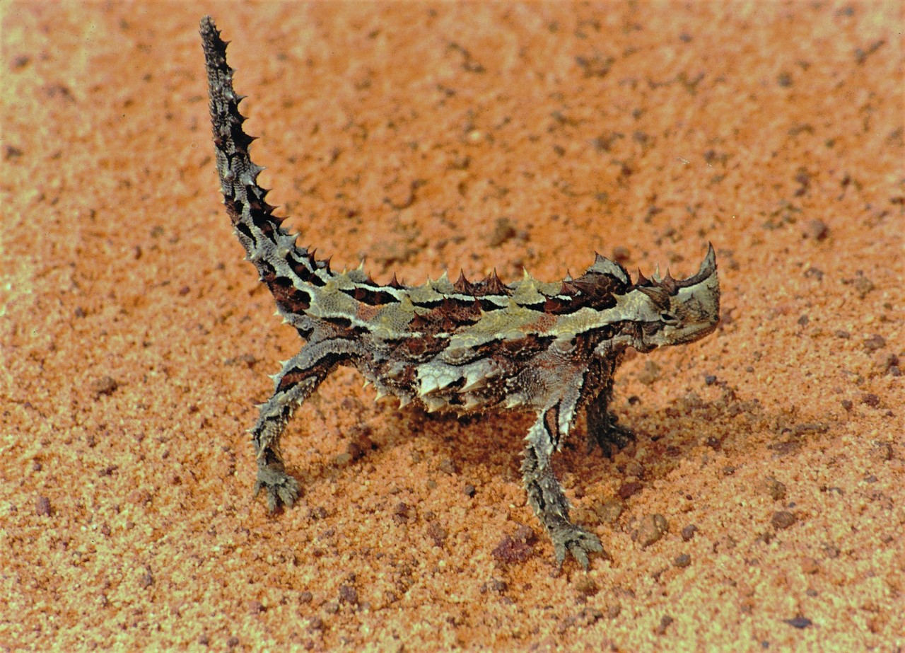 Moloch straszliwy Moloch horridus, Australia zachodnia