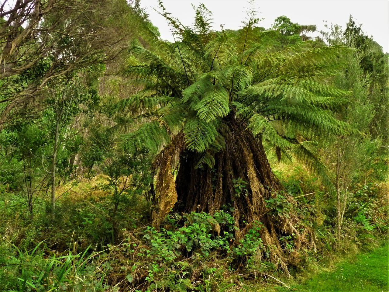 Tasmańska paproć drzewiasta Dicksonia antarctica, Tasmania, Australia
