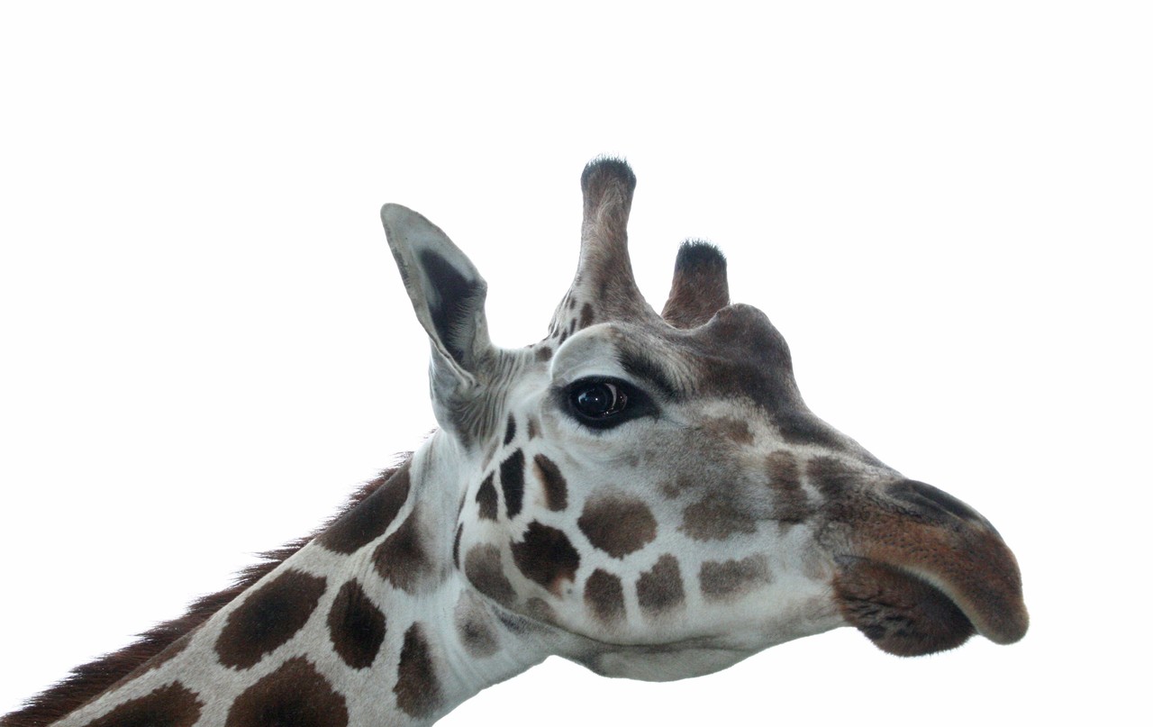 Żyrafa Rothschilda Giraffa camelopardalis rothschildi