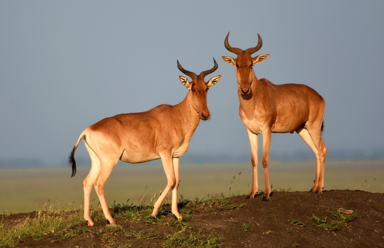 Bawolec Alcelaphus buselaphus, Park Narodowy Amboseli, Kenia