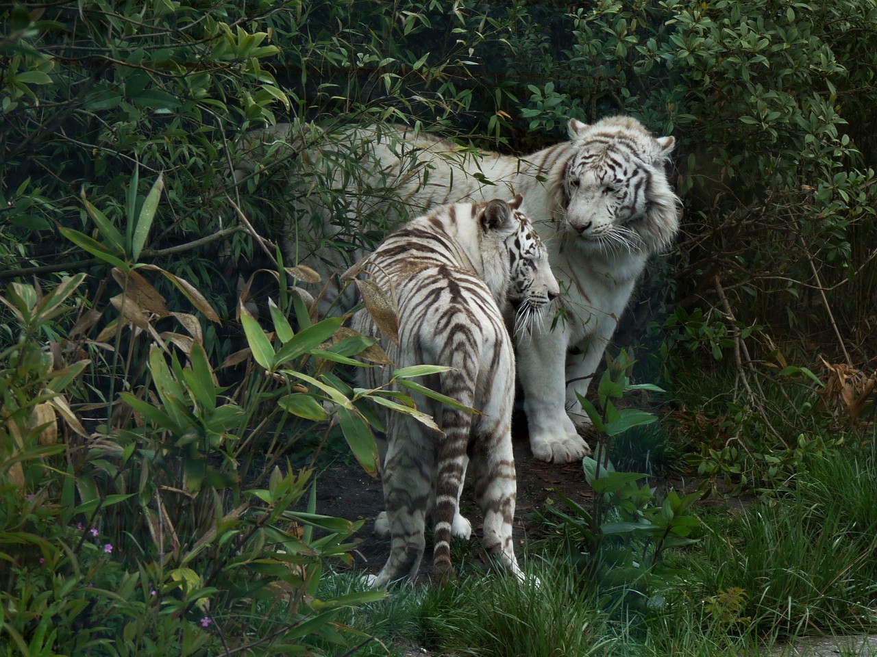 Białe tygrysy Panthera tigris
