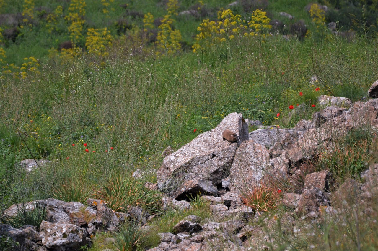 Góralek syryjski Procavia capensis syriaca, Izrael