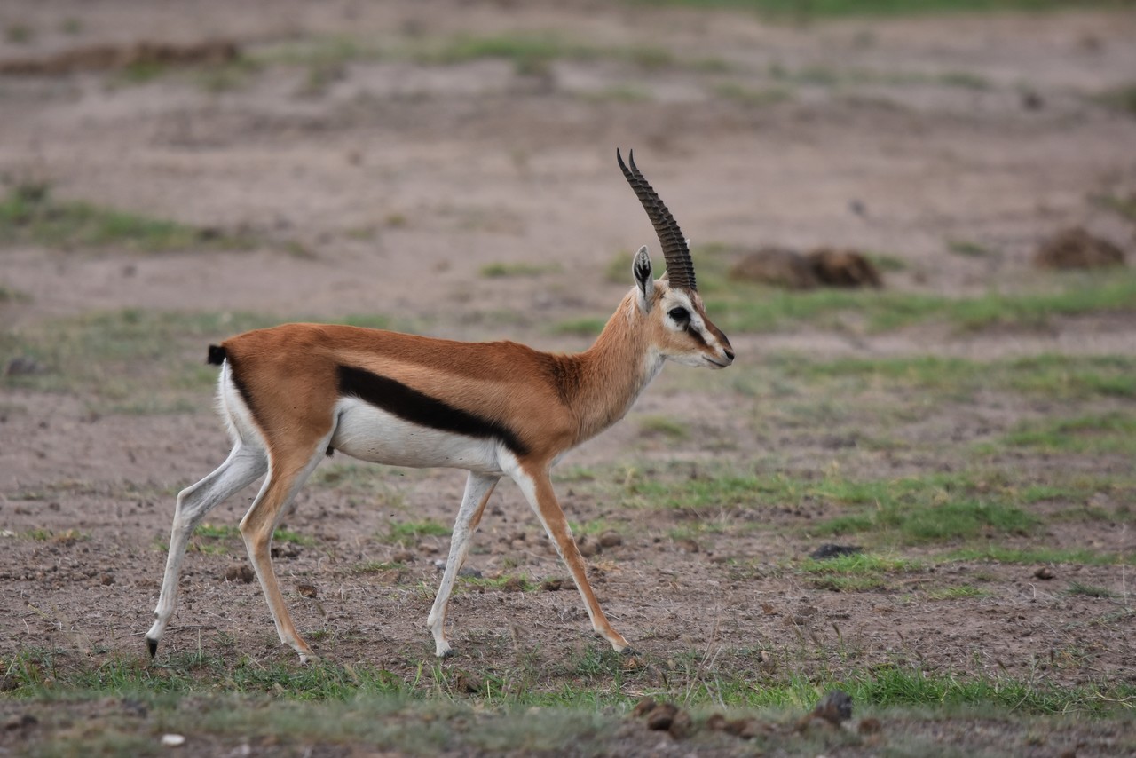 Gazela Thomsona Gazella thomsoni, Park Narodowy Tsavo, Kenia