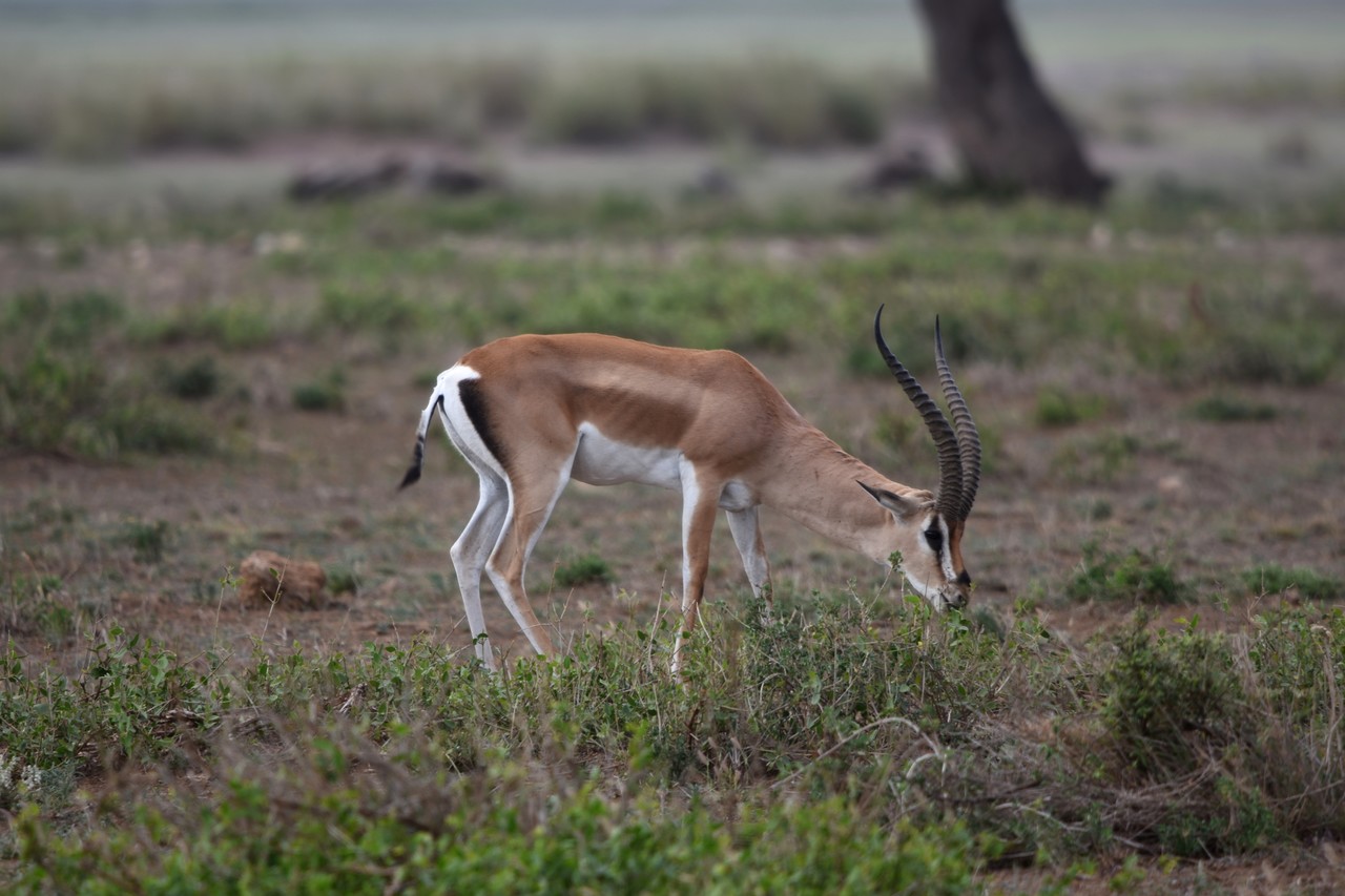 Gazelka masajska Nanger granti, Park Narodowy Amboseli, Kenia