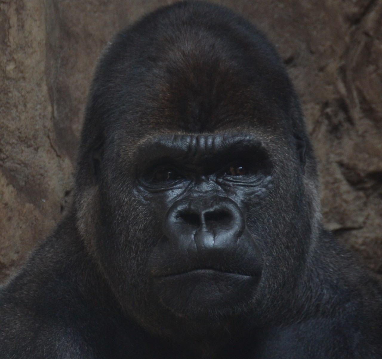 Goryl zachodni Gorilla gorilla