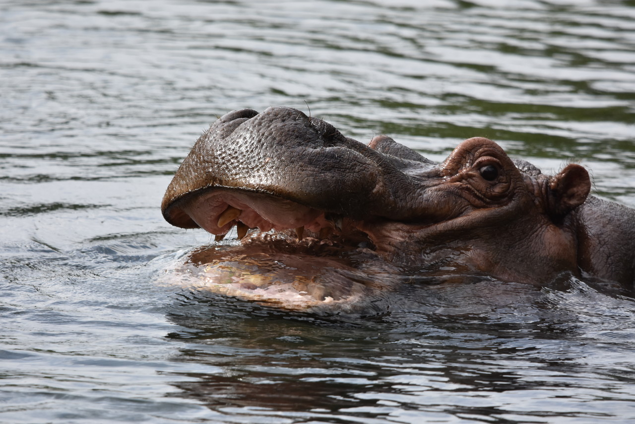 Hipopotam nilowy Hippopotamus amphibius, Park Narodowy Tsavo, Kenia