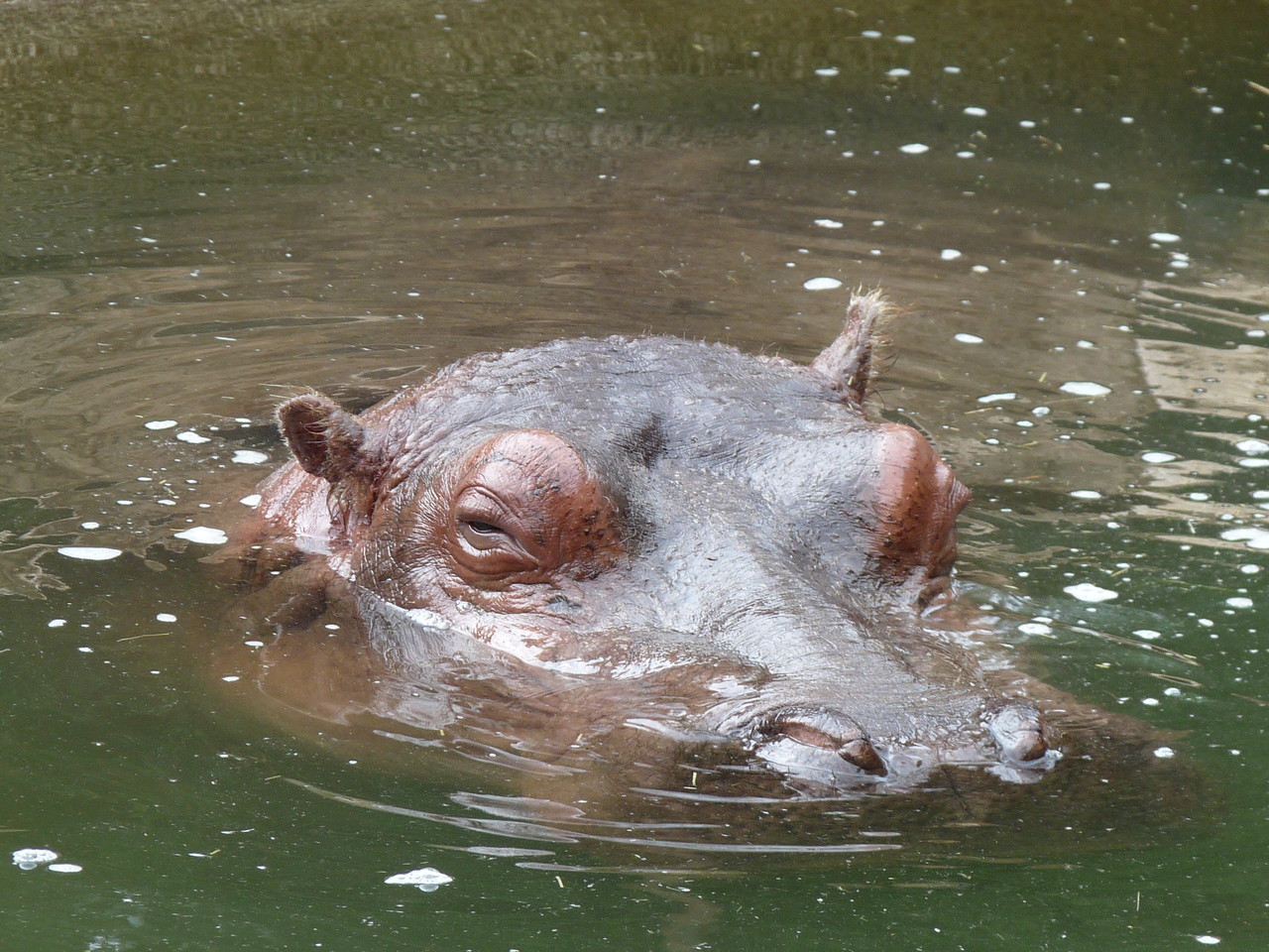 Hipopotam nilowy Hippopotamus amphibius