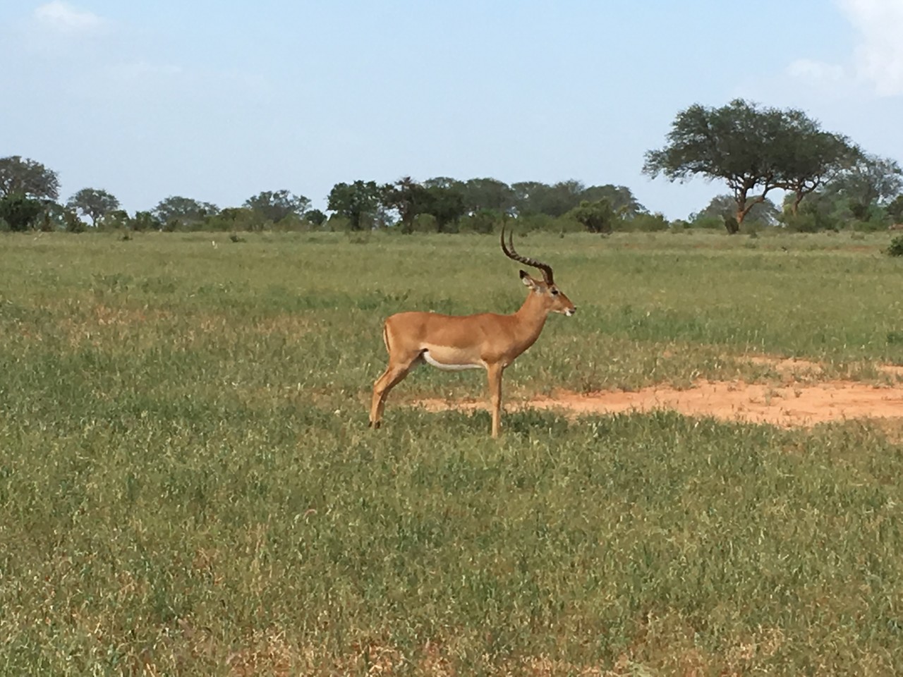 Impala zwyczajna Aepyceros melampus, Park Narodowy Tsavo, Kenia